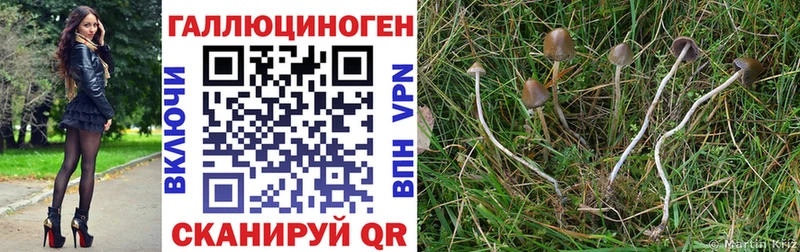 Купить Дорогобуж Галлюциногенные грибы мицелий